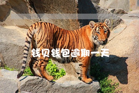 钱贝钱包逾期一天