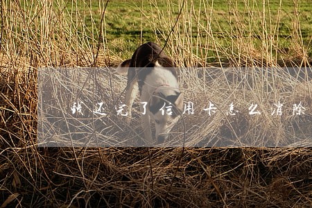 钱还完了信用卡怎么消除逾期记录 钱还完了信用卡怎么消除逾期记录