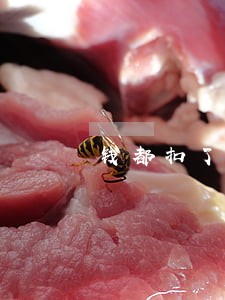 钱都扣了还显示逾期申报 钱都扣了还显示逾期申报