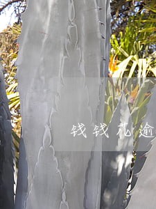 钱钱花逾期会上征信吗 钱钱花逾期会上征信吗