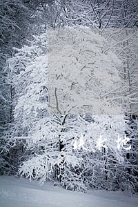 铁东地区盗窃罪律师在线咨询 铁东地区盗窃罪律师在线咨询