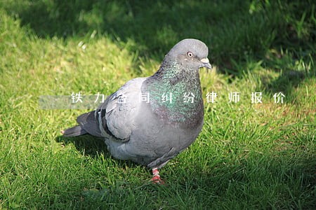 铁力合同纠纷律师报价 铁力合同纠纷律师报价