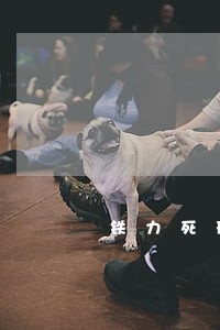 铁力死刑律师 铁力死刑律师