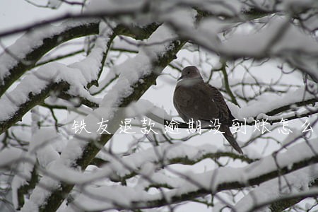 铁友退款逾期没到账怎么办 铁友退款逾期没到账怎么办