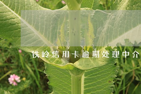 铁岭信用卡逾期处理中介 铁岭信用卡逾期处理中介