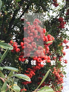 铁岭有名刑事案件律师排名 铁岭有名刑事案件律师排名