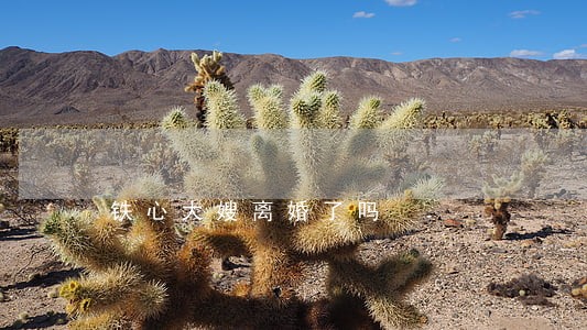铁心大嫂离婚了吗 铁心大嫂离婚了吗