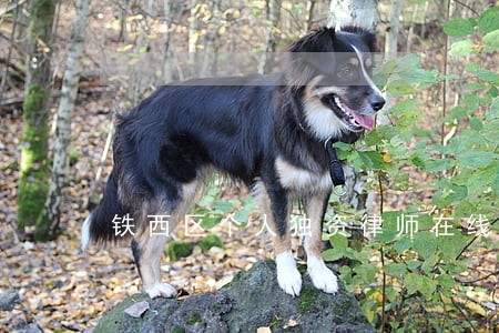 铁西区个人独资律师在线免费咨询