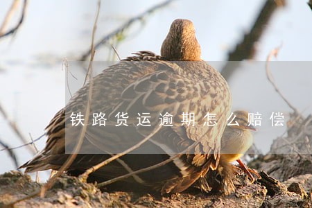 铁路货运逾期怎么赔偿 铁路货运逾期怎么赔偿