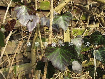 铁路运输法院在设立 铁路运输法院在设立