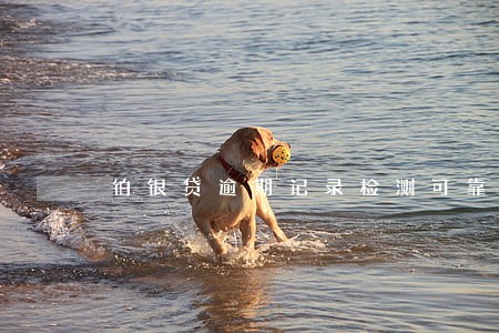铂银贷逾期记录检测可靠吗