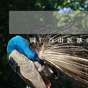 铜仁万山区基金律师在线咨询 铜仁万山区基金律师在线咨询