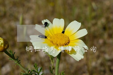 铜仁婚外情律师咨询 铜仁婚外情律师咨询
