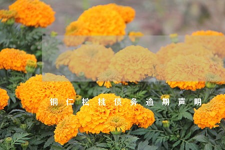 铜仁松桃债务逾期声明 铜仁松桃债务逾期声明