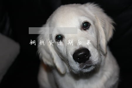铜钱贷逾期后果 铜钱贷逾期后果