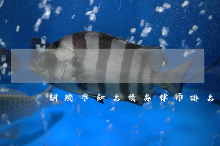 铜陵市知名债务律师排名