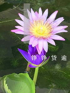 铮铮贷逾期三天 铮铮贷逾期三天