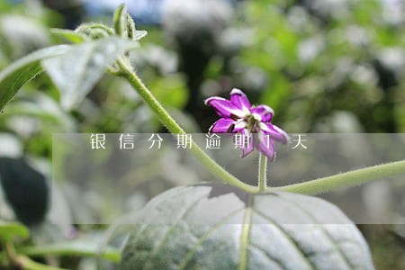 银信分期逾期1天 银信分期逾期1天