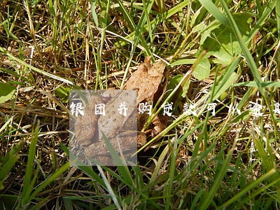 银团并购贷款可以逾期吗 银团并购贷款可以逾期吗