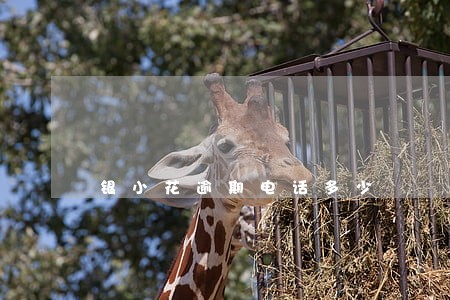 银小花逾期电话多少 银小花逾期电话多少