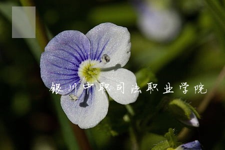银川中职司法职业学院