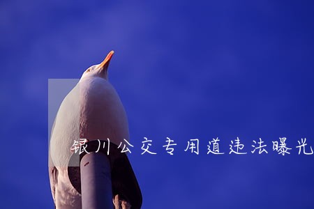 银川公交专用道违法曝光