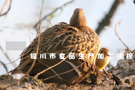 银川市食品生产加工法规 银川市食品生产加工法规