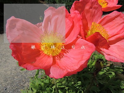 银川瑞达司法