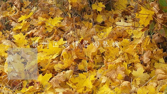 银州区法律咨询热线
