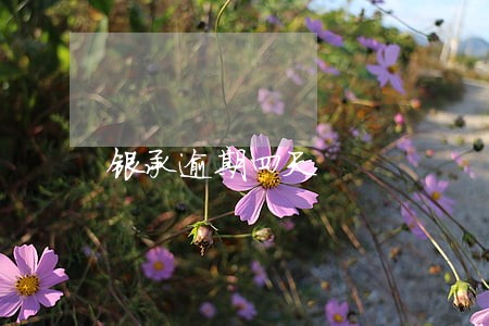 银承逾期四天 银承逾期四天