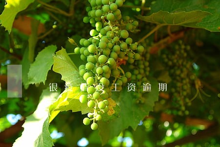 银疫情没工资逾期 银疫情没工资逾期