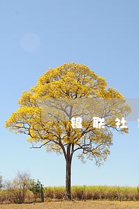 银联社信用卡逾期可推迟 银联社信用卡逾期可推迟