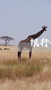 银行4次逾期 银行4次逾期