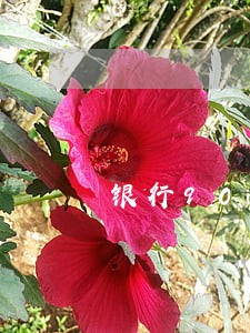 银行90天逾期贷款分析
