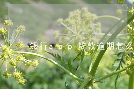 银行app贷款逾期怎么办 银行app贷款逾期怎么办