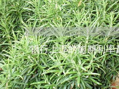 银行上浮的逾期利率最高是多少 银行上浮的逾期利率最高是多少