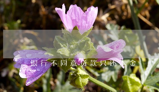 银行不同意贷款只还本金 银行不同意贷款只还本金