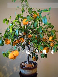 银行两次逾期影响贷款吗 银行两次逾期影响贷款吗