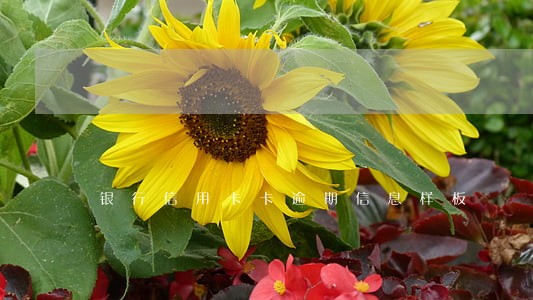 银行信用卡卡逾期信息样板 银行信用卡卡逾期信息样板