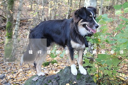 银行信用卡小逾期能申诉么
