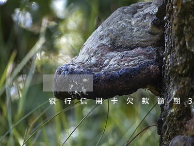 银行信用卡欠款逾期3年