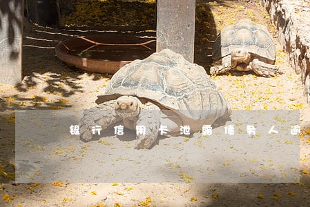 银行信用卡泄露债务人逾期信息 银行信用卡泄露债务人逾期信息
