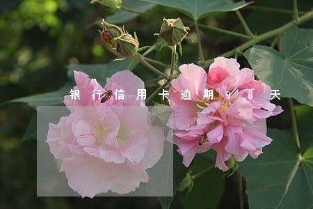 银行信用卡逾期98天 银行信用卡逾期98天