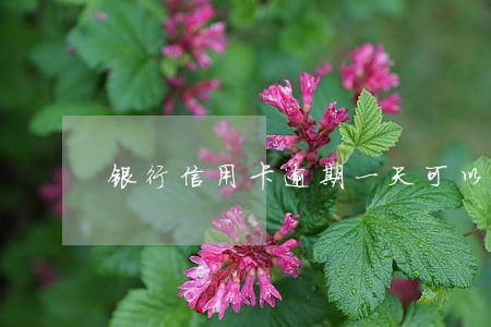 银行信用卡逾期一天可以投诉 银行信用卡逾期一天可以投诉