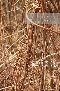 银行信用卡逾期三天报征信吗 银行信用卡逾期三天报征信吗