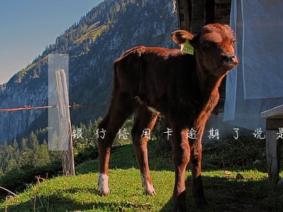 银行信用卡逾期了说是启动流程