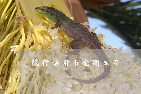 银行信用卡逾期五万 银行信用卡逾期五万