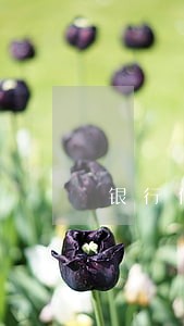 银行信用卡逾期交到律师事务所了