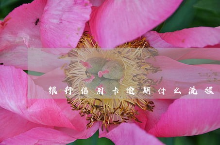 银行信用卡逾期什么流程