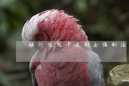 银行信用卡逾期会强制注销吗